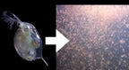 Daphnia (mimita / pulga de agua)