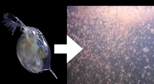 Daphnia (mimita / pulga de agua)