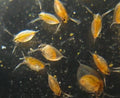 Daphnia (mimita / pulga de agua)