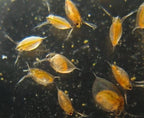 Daphnia (mimita / pulga de agua)