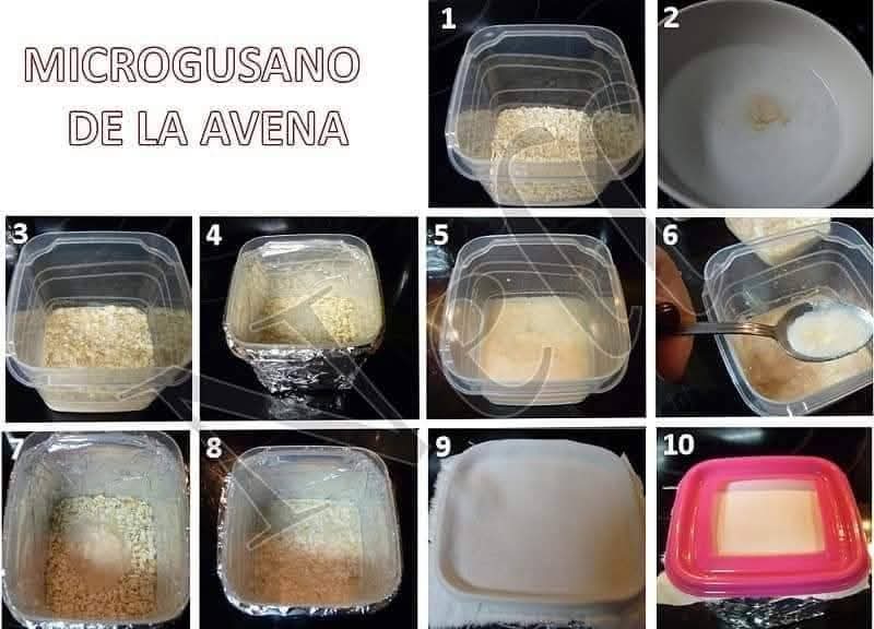 Micro worms de avena (microgusano de avena)