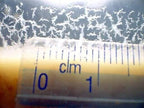 Micro worms de avena (microgusano de avena)