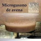 Micro worms de avena (microgusano de avena)