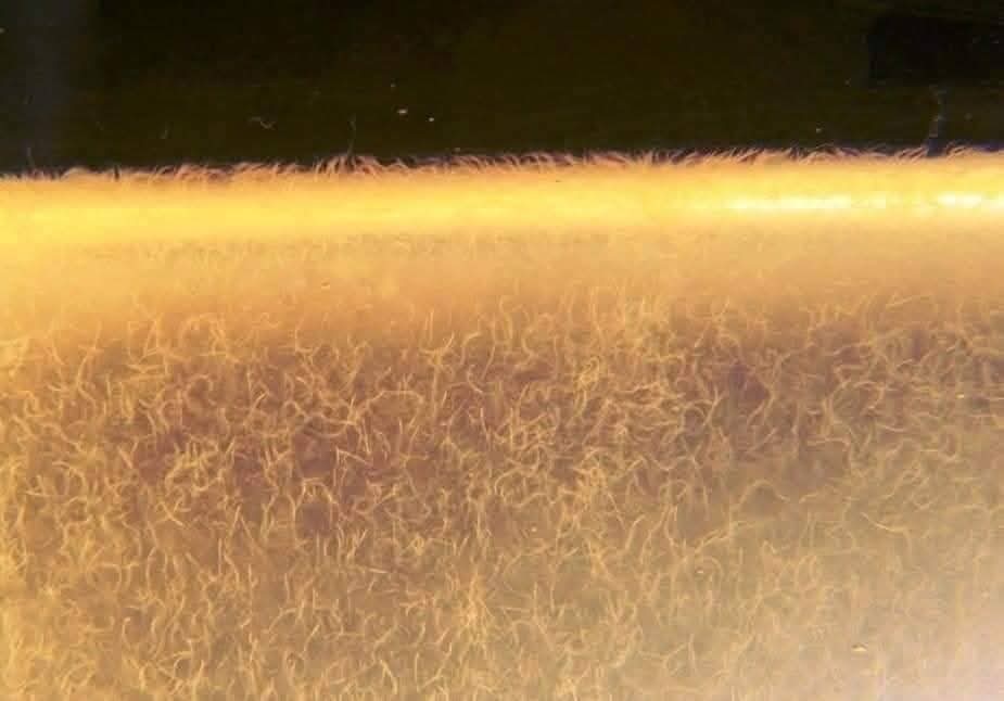 Micro worms de avena (microgusano de avena)