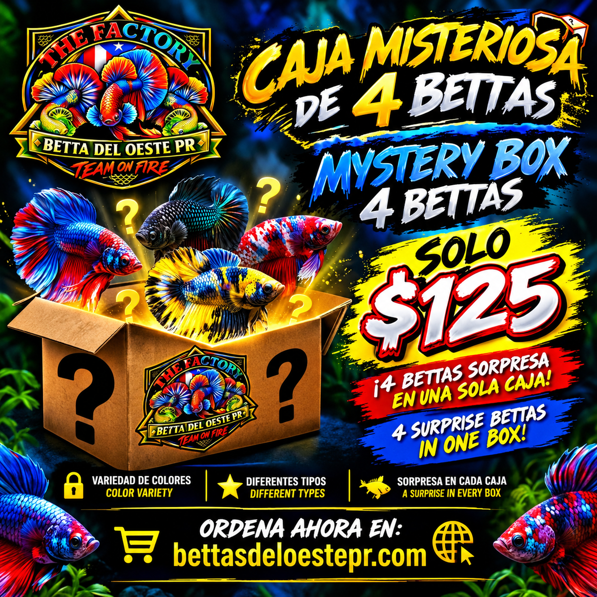 Mystery  Box 4 Bettas
