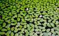 Lemna(lenteja)
