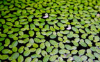 Lemna(lenteja)
