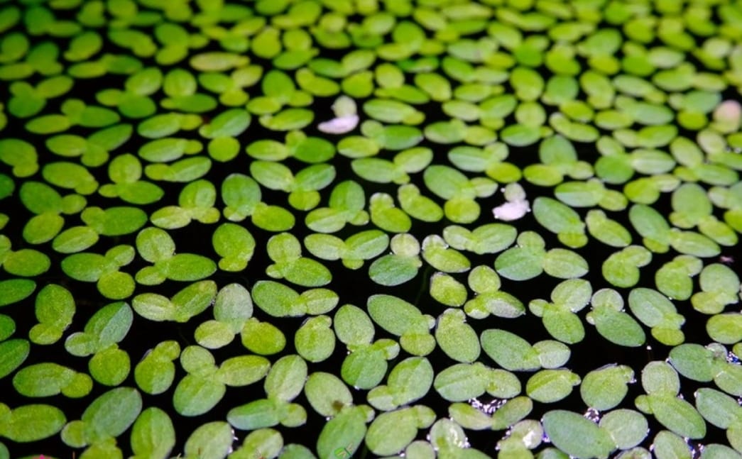 Lemna(lenteja)