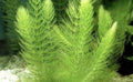 Foxtail (Cola de zorro)