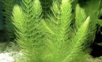 Foxtail (Cola de zorro)
