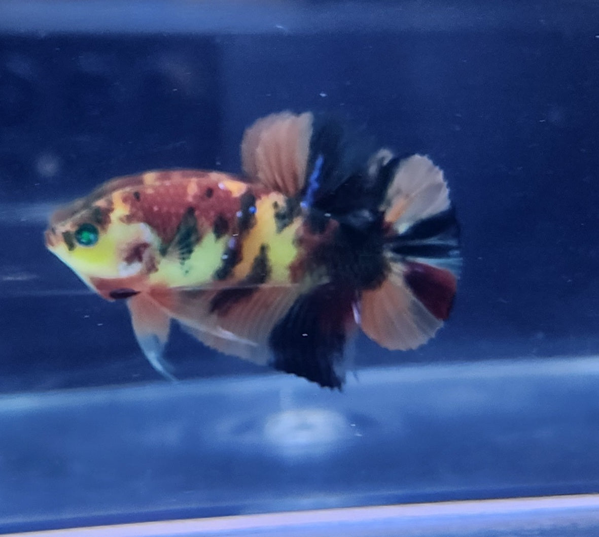 Hmpk koi Hulk  Male