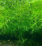 GUPPY GRASS