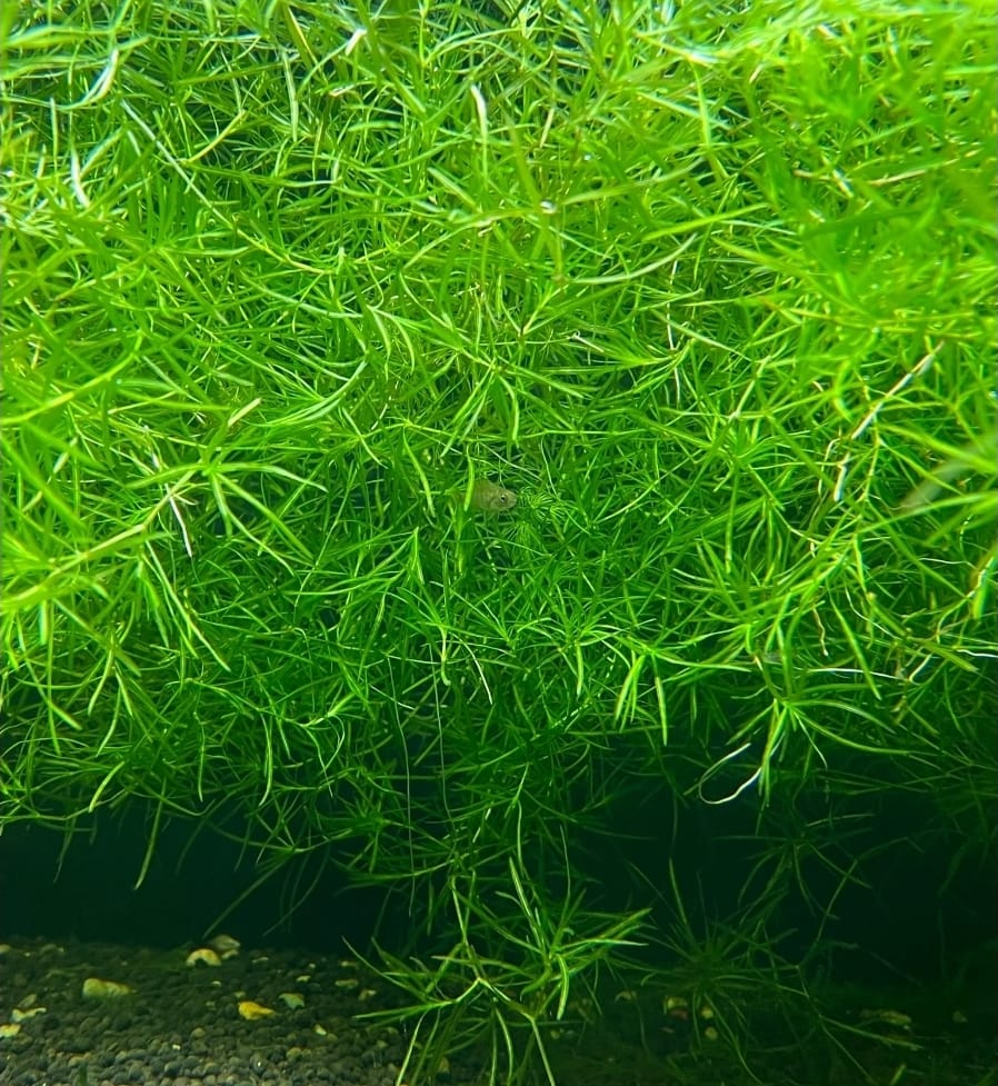 GUPPY GRASS