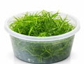 GUPPY GRASS