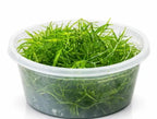 GUPPY GRASS
