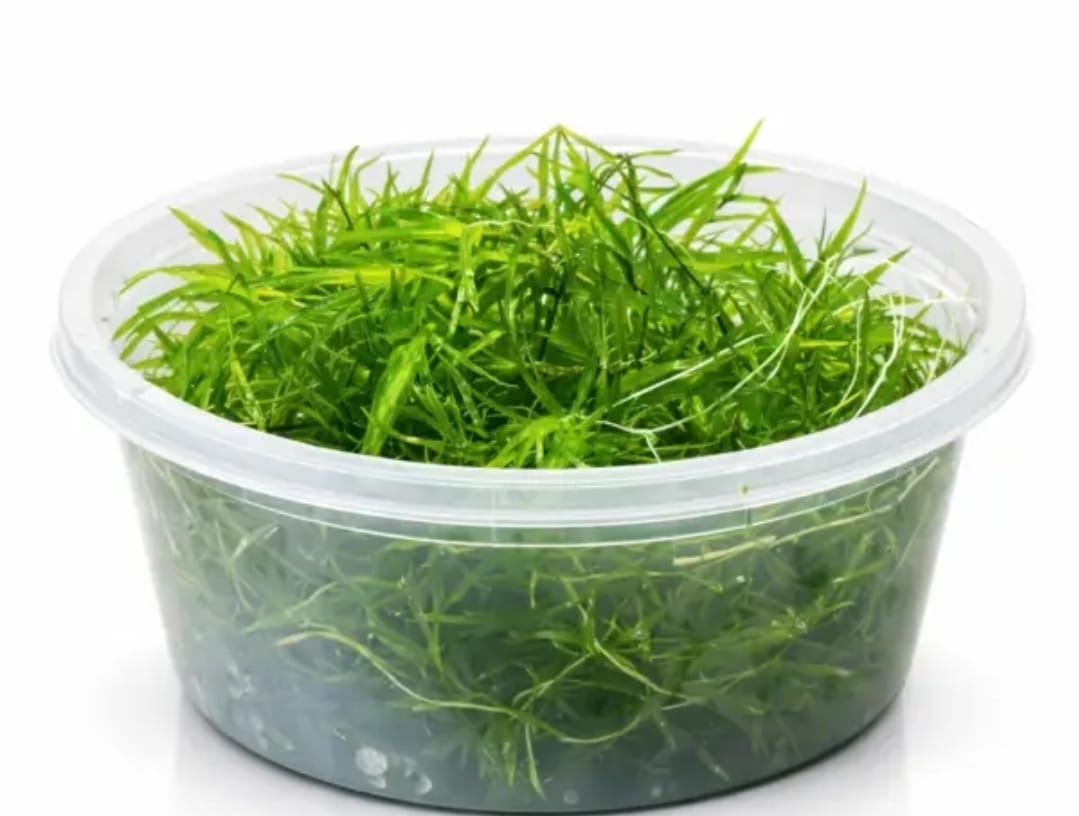 GUPPY GRASS