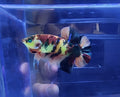 Hmpk koi Hulk  Male