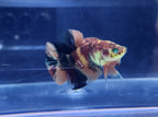 Hmpk koi Hulk  Male