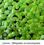 Lemna(lenteja)
