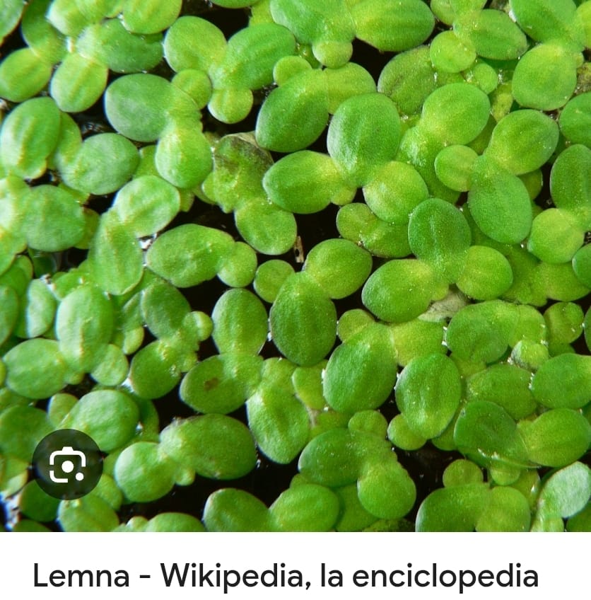 Lemna(lenteja)