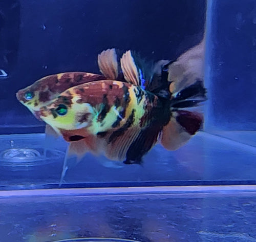 Hmpk koi Hulk  Male