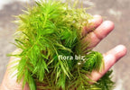 Foxtail (Cola de zorro)